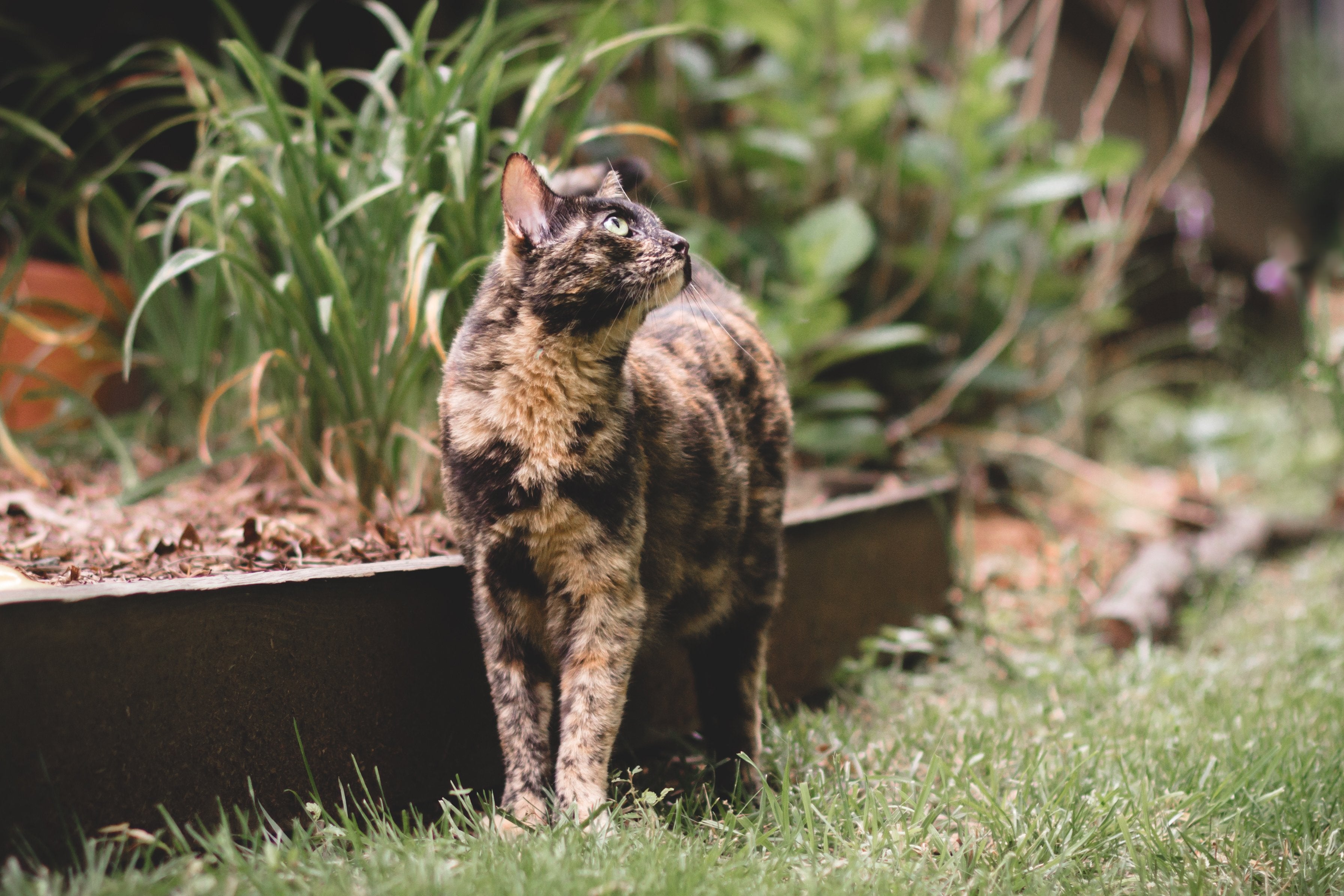 Compostable litter hot sale